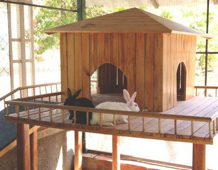 as_petscape_thumbnail_i1_450x350